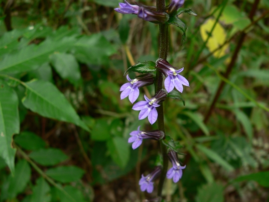 {Lobelia puberula}